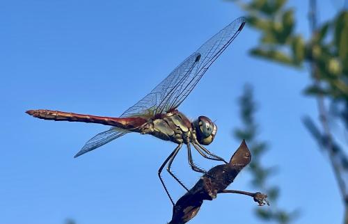 Sympetrum fonscolombii